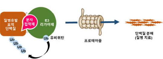 화학연은 암 유발 단백질 분해를 돕는 '분자접착 항암제 후보물질'을 디엘파마에 기술이전 계약을 체결했다. 사진은 유비퀴틴-프로테아좀 시스템을 이용한 분자접착제 원리  화학연 제공